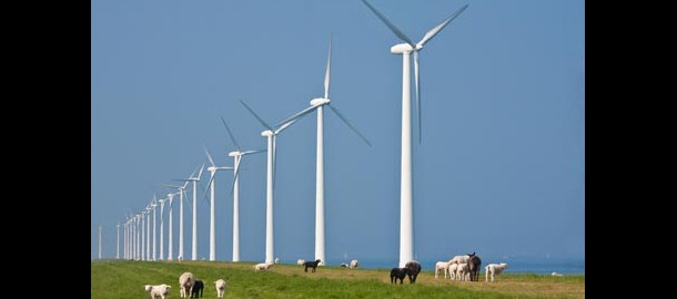 windmolen_koeien